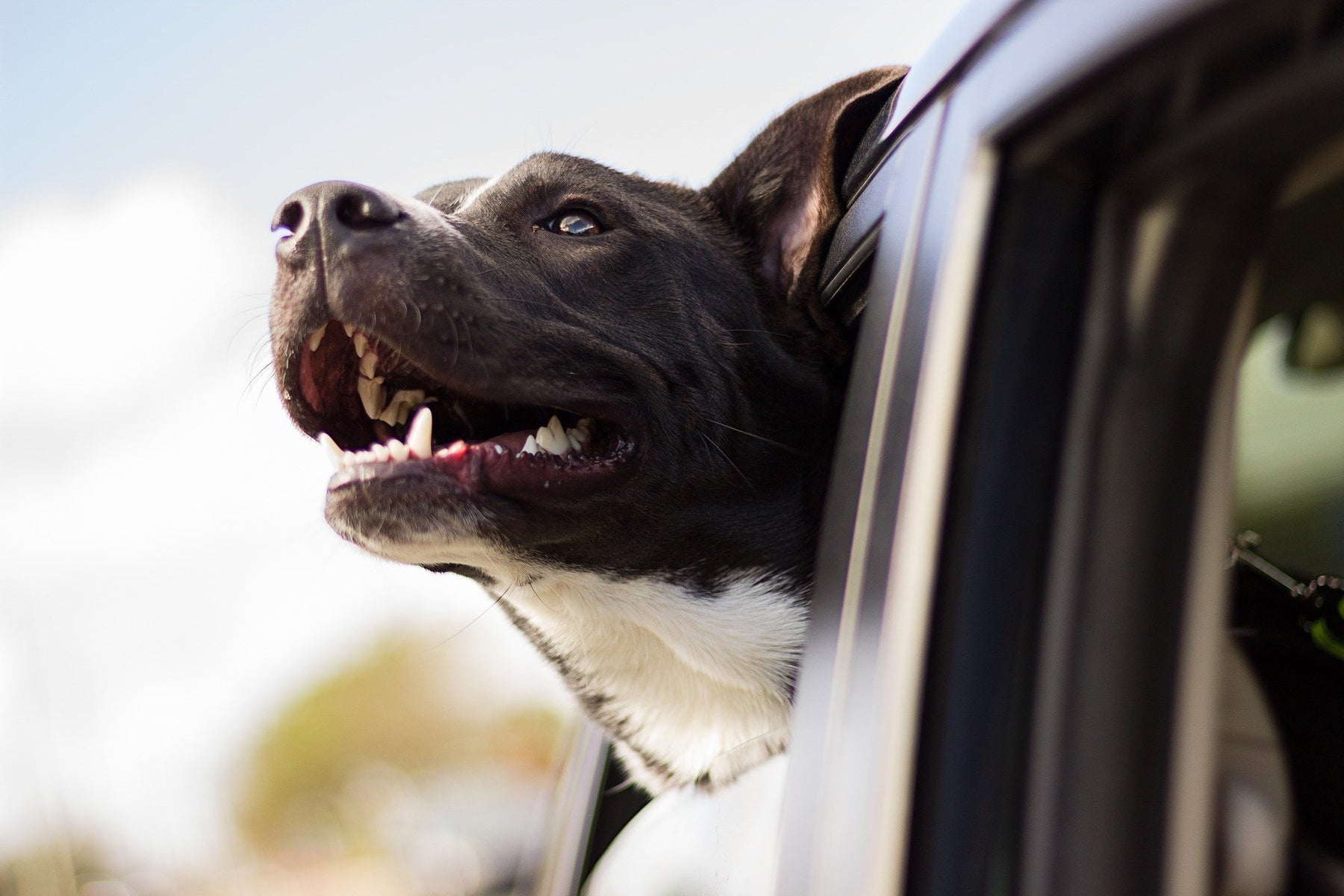 Les acariens chez les chiens - reconnaître et traiter correctement