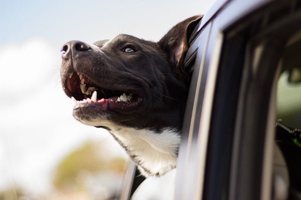 Un chien heureux regarde par la fenêtre de la voiture
