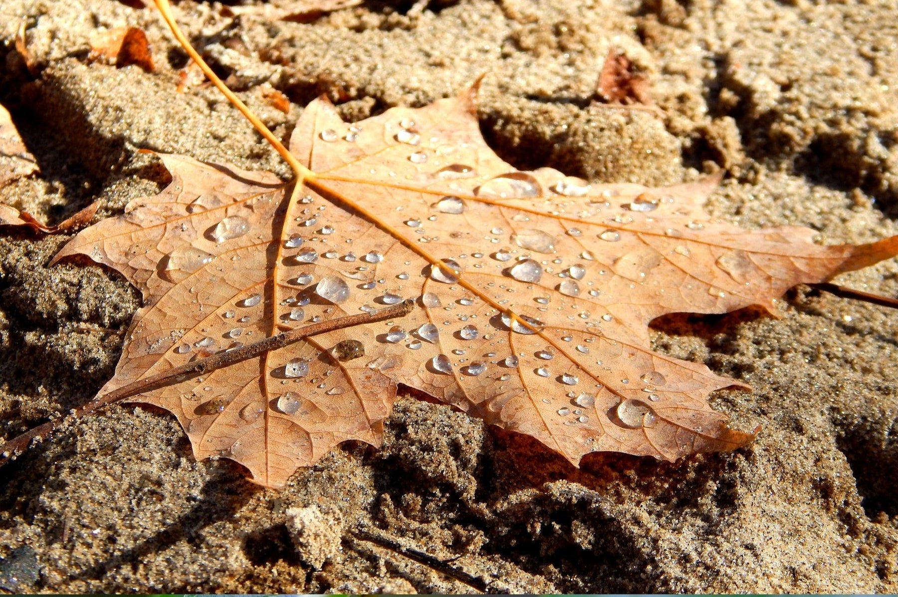 Nematoden gegen Trauermücken Anwendung