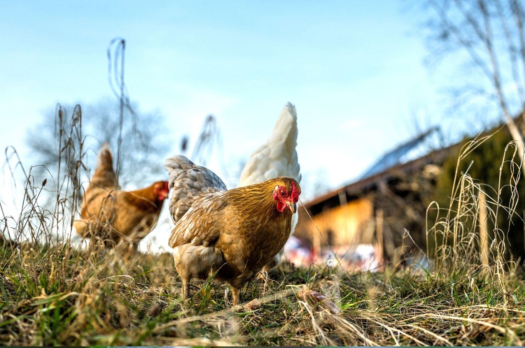 Combattez les acariens rouges - les poulets sont souvent touchés !