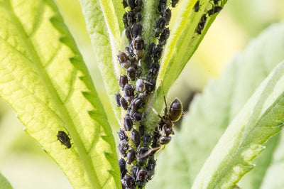 Colonie de cochenilles sur une plante