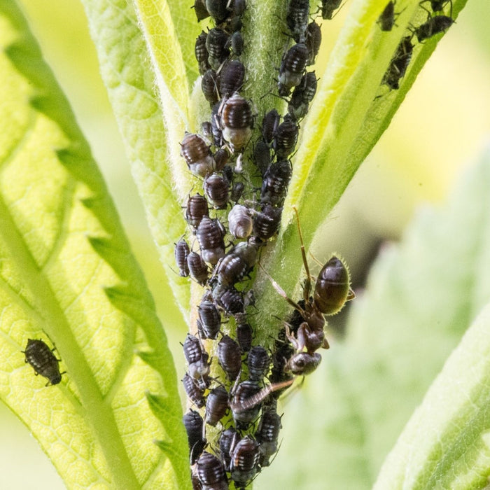Colonie de cochenilles sur une plante