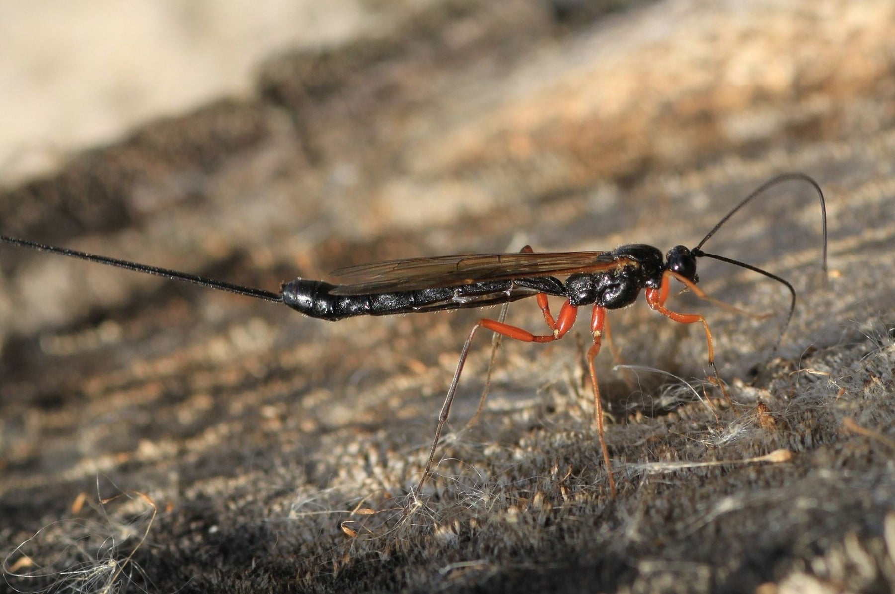 Guêpes ichneumon - taille et informations générales sur les insectes bénéfiques