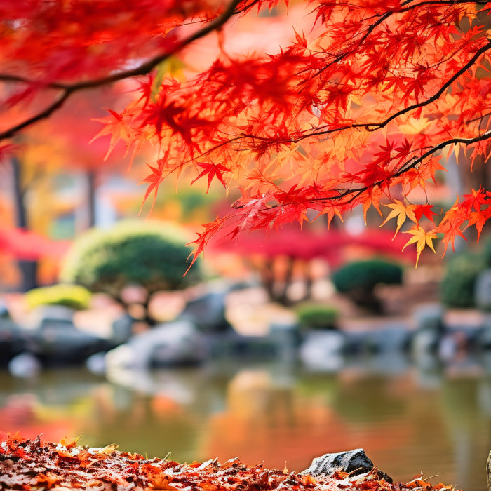 Ahorn richtig düngen und pflegen! Alles, was du über die richtige Pflege des Japanischen Ahorns wissen musst