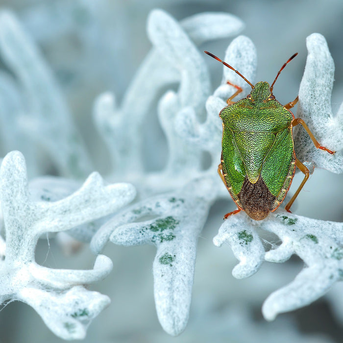 Grüne Stinkwanze auf einem weißen Pflanzenstängel