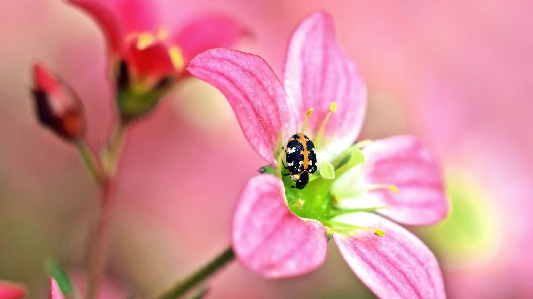 Débarrassez-vous des larves de dendroctones du tapis - cela fonctionne sans insecticides nocifs !