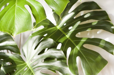 Feuilles d'une plante monstera