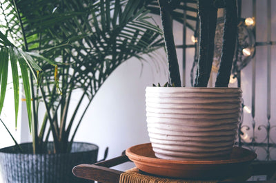 Deux plantes d'intérieur en pots