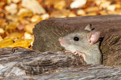 Souris dans les sous-bois