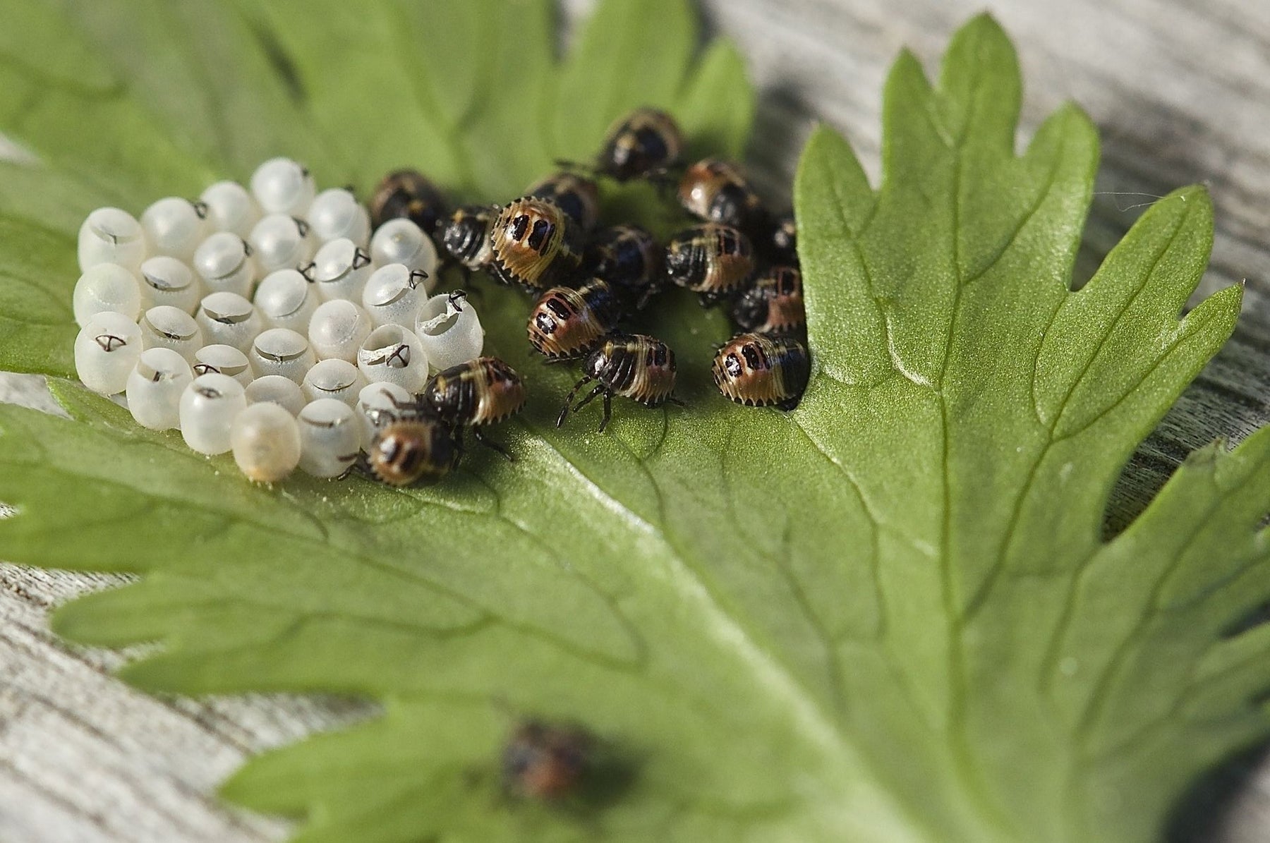 Combattez les insectes - ces remèdes aident à lutter contre les insectes foliaires gênants !