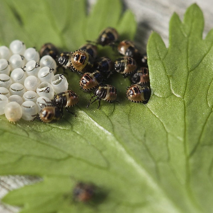 Blattwanzen schlüpfen aus dem Ei