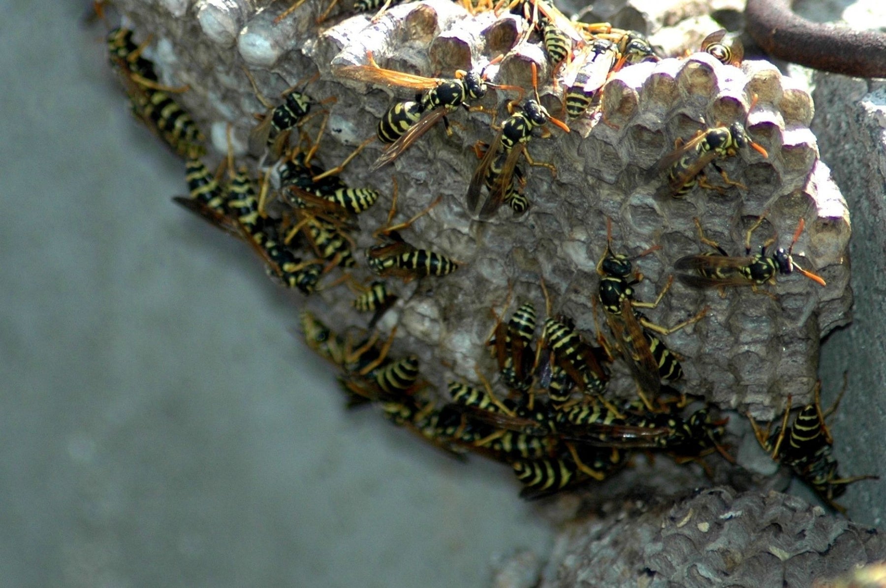 Enlevez le nid de guêpes - vous n'avez pas toujours à payer les frais vous-même !