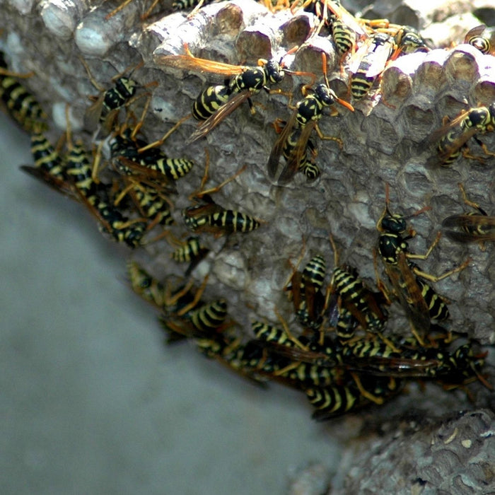 Wespennest an einer Mauer