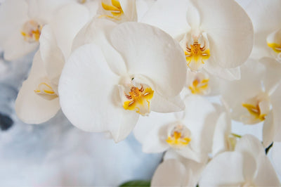 Orchidées sans cochenilles