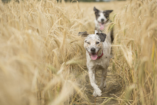 Deux chiens courent dans un champ de maïs