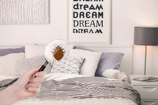 Femme avec loupe détectant une punaise de lit dans la chambre
