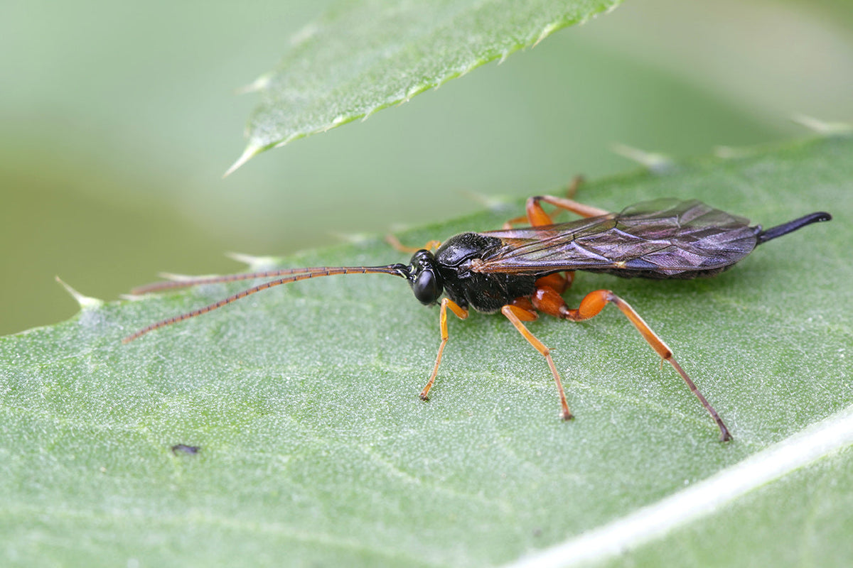 Ichneumon parasitoid wasp