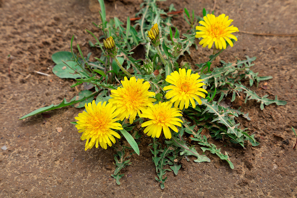 Désherber les grandes surfaces : les meilleurs conseils pour un jardin sans mauvaises herbes 