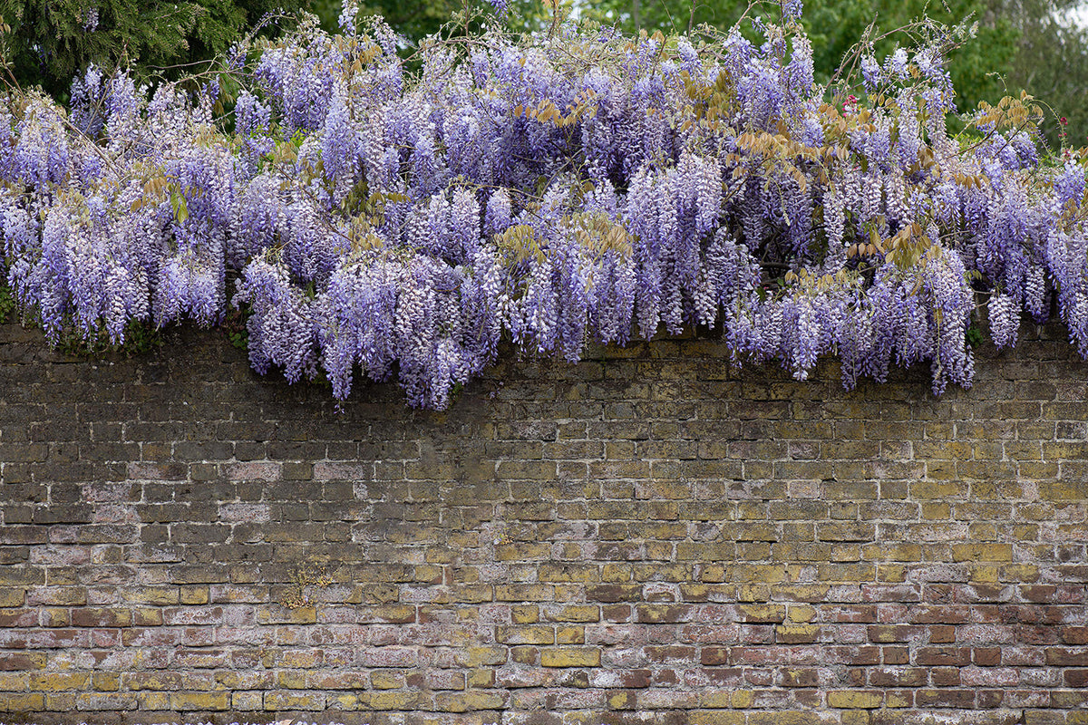 Schöne Farbe einer Glyzinie in voller Blüte