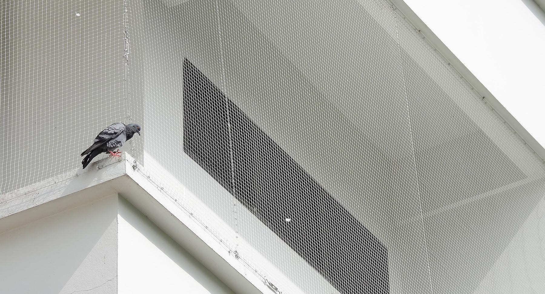 Installer un filet anti-pigeons : Protection efficace contre les pigeons dans le jardin et sur le balcon 