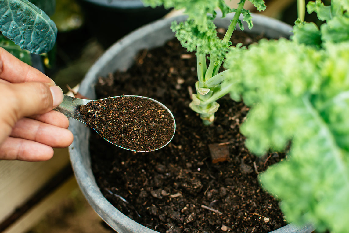 Man's hand is sowing organic fertilizer for plants by spoon. Manure fertilizer rich in nitrogen for growth.