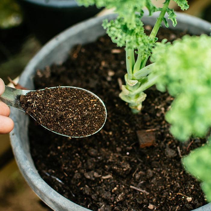 La main de l'homme sème de l'engrais organique pour les plantes à la cuillère. Engrais fumier riche en azote pour la croissance.