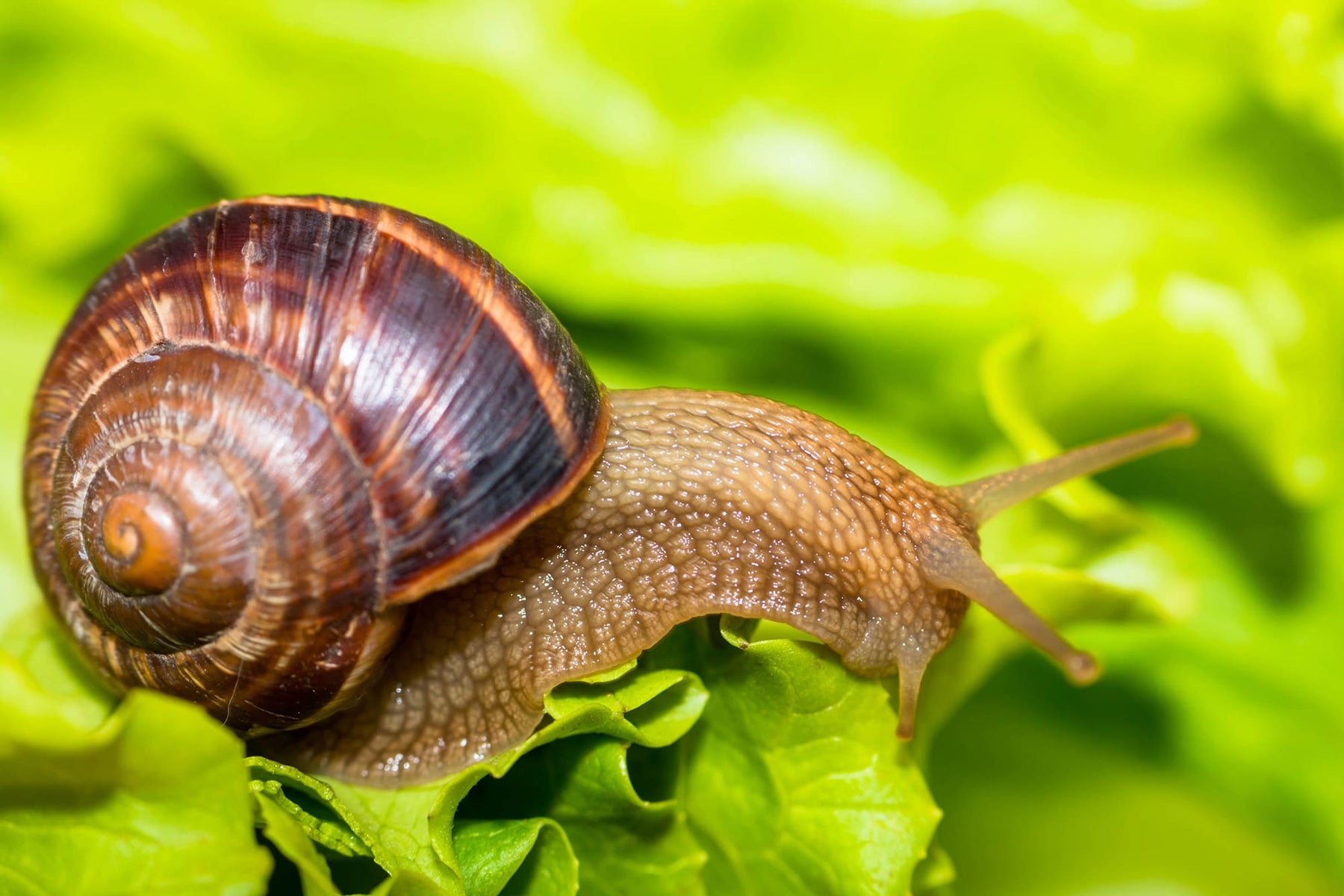 Lentilles escargots : L'arme indispensable dans la lutte contre les escargots 