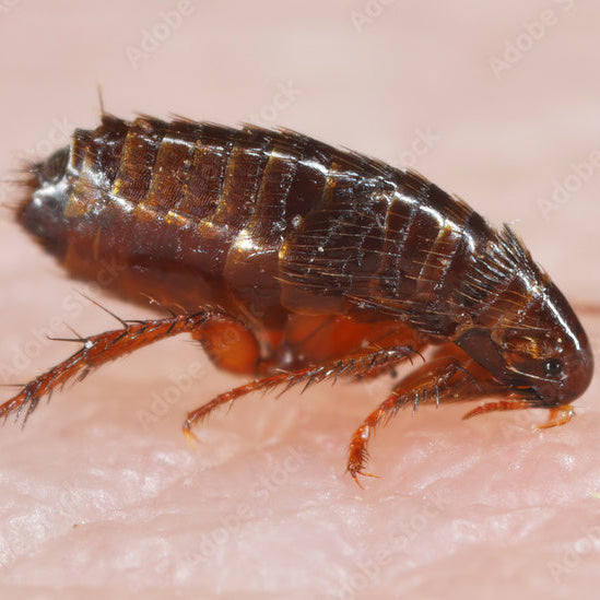 Flea on human skin