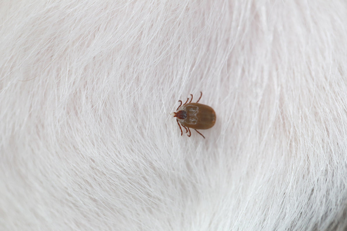 Big Ticks on a dog