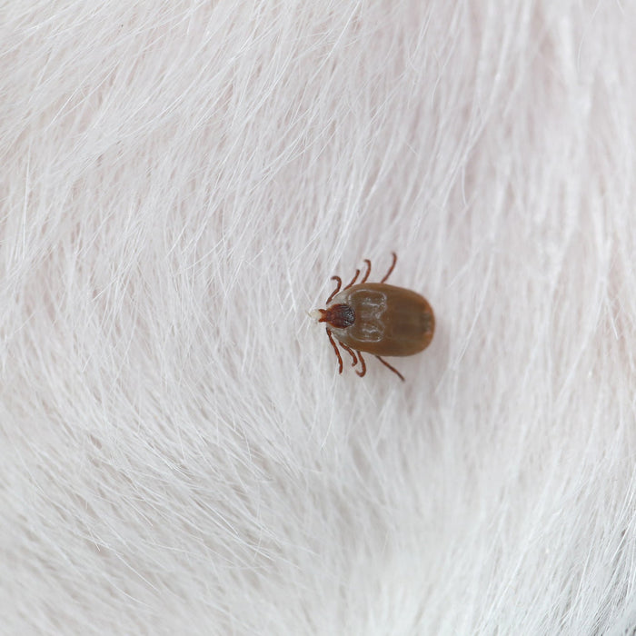 Big Ticks on a dog