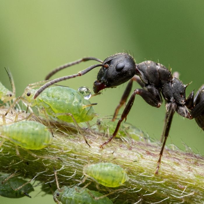 La fourmi traite les pucerons pour le miellat sur une tige de plante