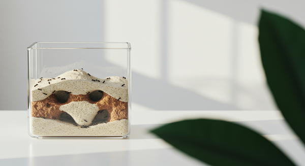 Terrarium de fourmis : aménager et entretenir un formicarium