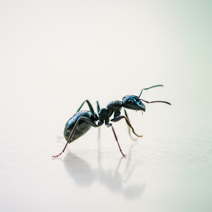 Blaue Ameisen: Arten und Vorkommen