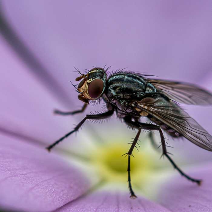 Trauermücken schädlich