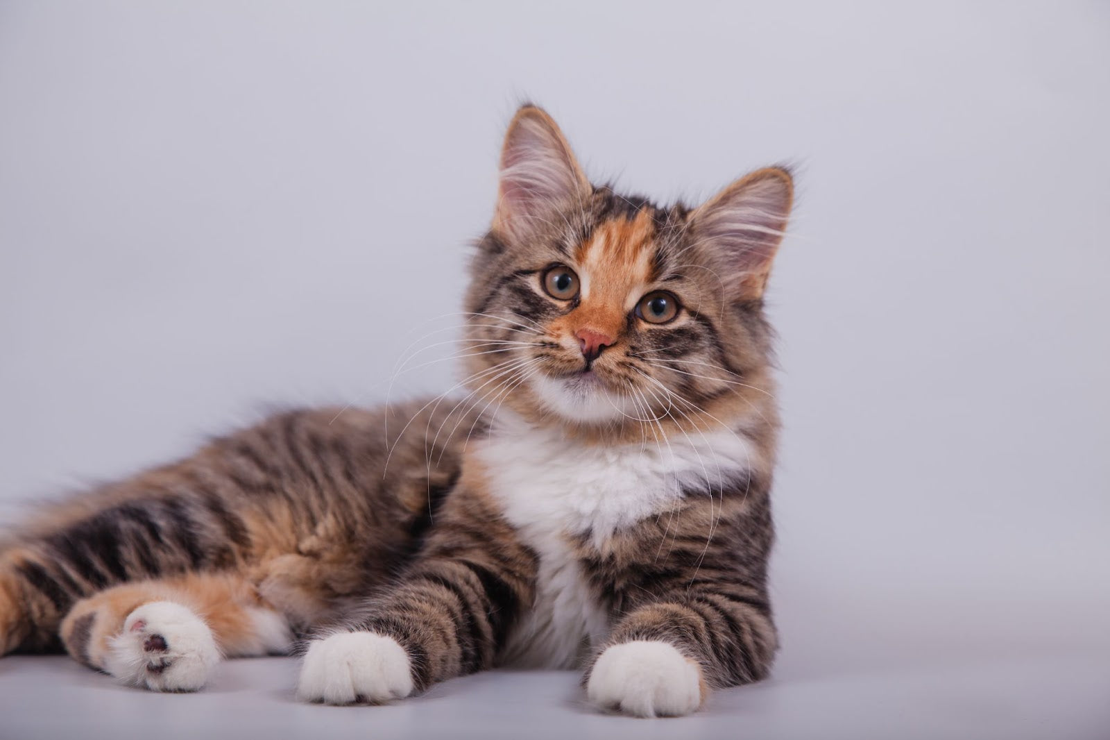 Vitamine B12 pour chat : tout ce que vous devez savoir 