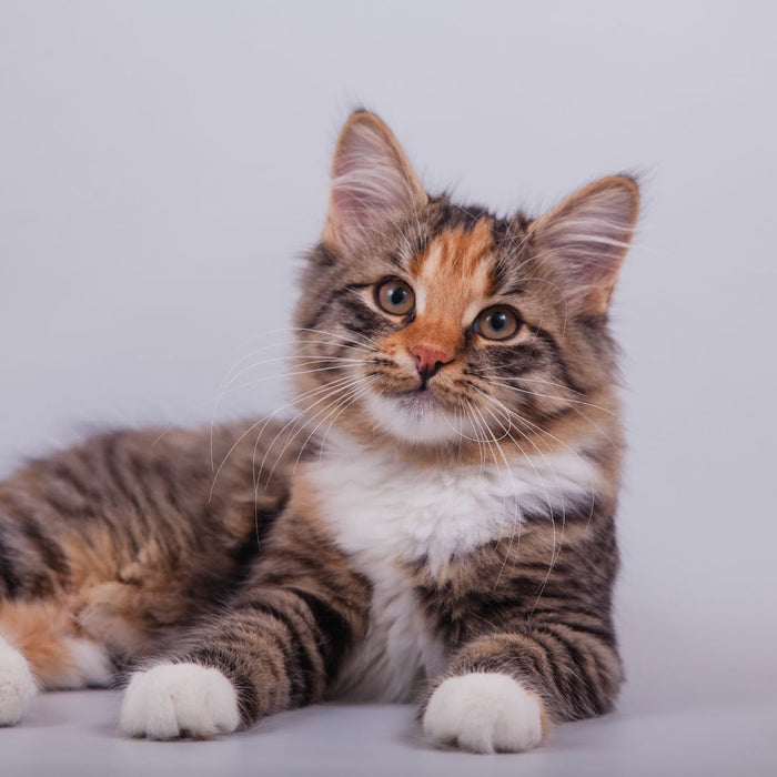  Gesunde, glückliche Katze schaut in die Kamera