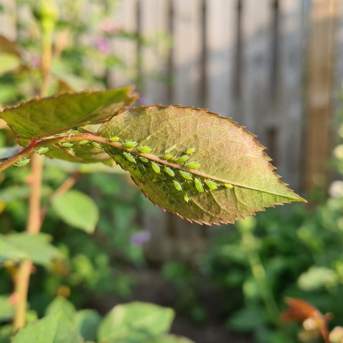 Was tun gegen Blattläuse? Die besten Hausmittel & Tipps