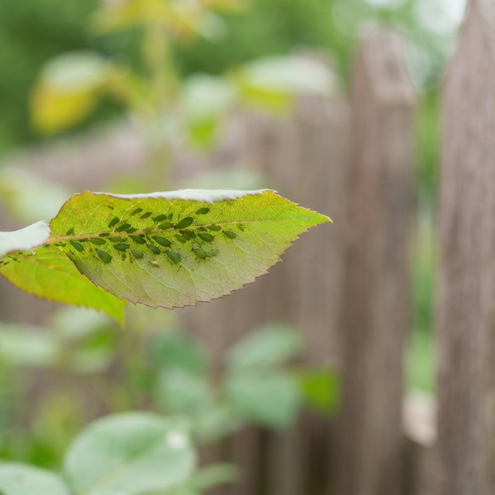 Woher kommen Blattläuse? Ursachen, Wege und Tipps zur Vorbeugung