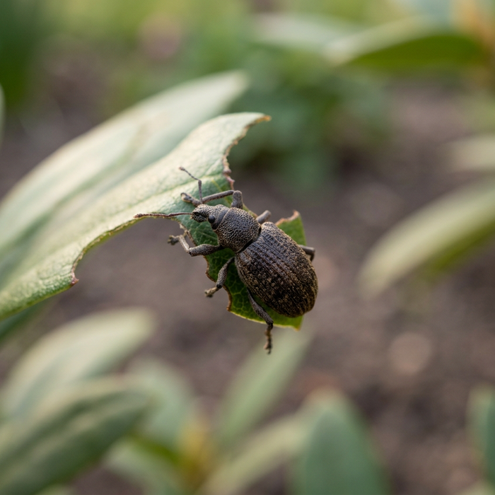 Combattre les charançons noirs : le guide ultime pour les jardiniers