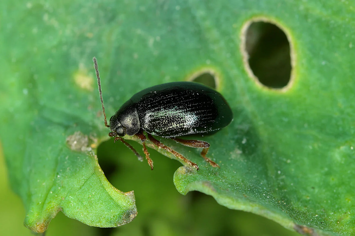 Lutte contre les altises : Protégez votre jardin et vos plantes d’intérieur grâce à des professionnels. 
