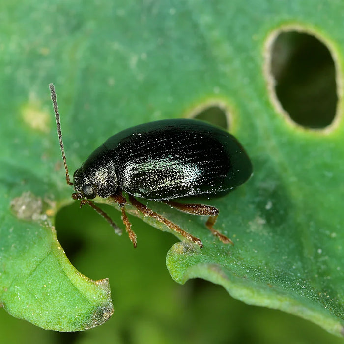 Fotorealistisches Makrobild eines Erdflöhs auf einem Kohlblatt mit typischen Fraßspuren (Schrotschussmuster). Im Hintergrund gelbe Klebefalle und Zimmerpflanze sichtbar.