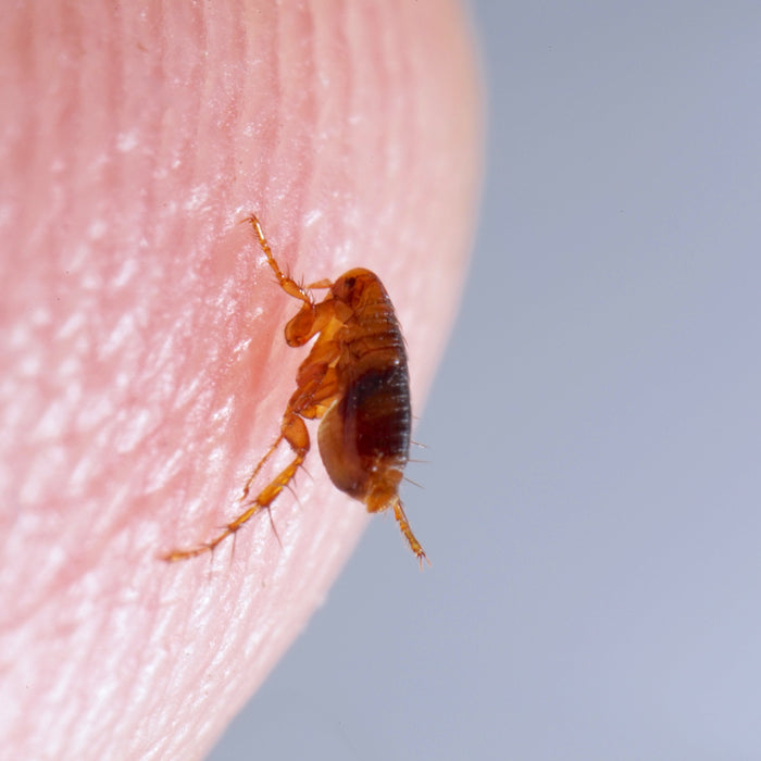 Floh auf menschlicher Haut