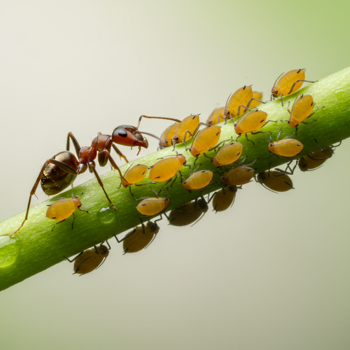 Fressen Ameisen Blattläuse: Beziehung zwischen Insekten