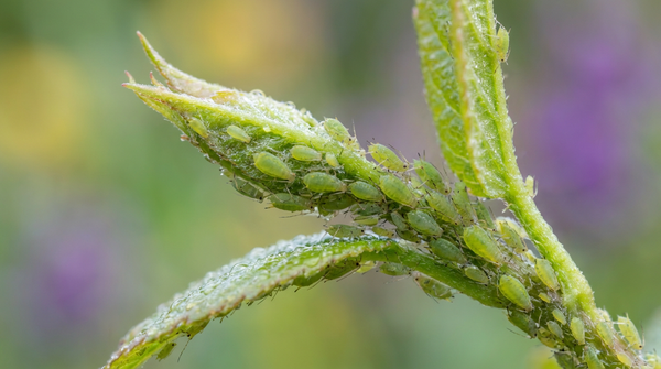 Les pucerons verts sont bien emballés sur une pousse de plante fraîche dans le jardin