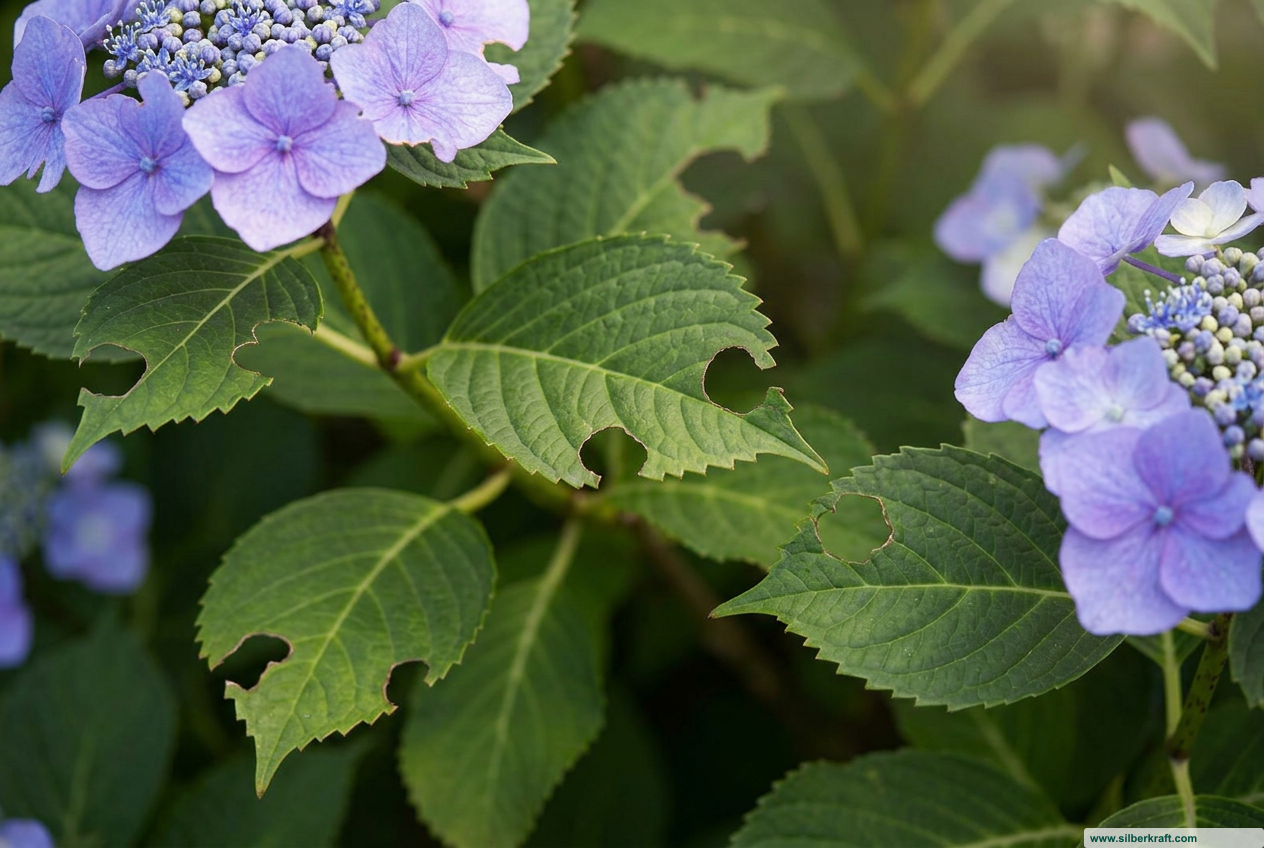 Ravageurs des hortensias : comment sauver efficacement vos plantes