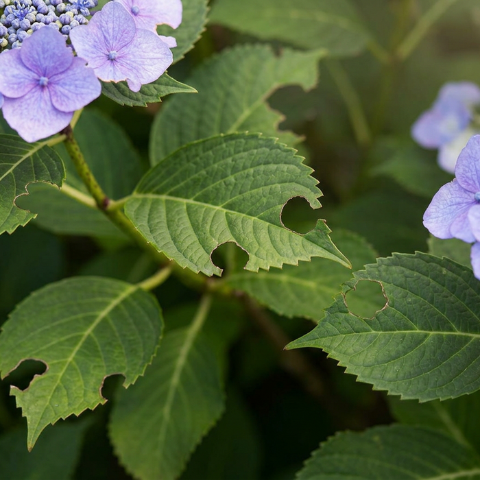 Ravageurs des hortensias : comment sauver efficacement vos plantes