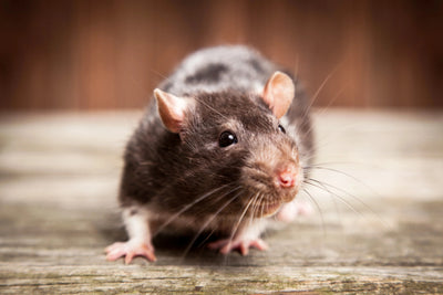 gros plan de rat