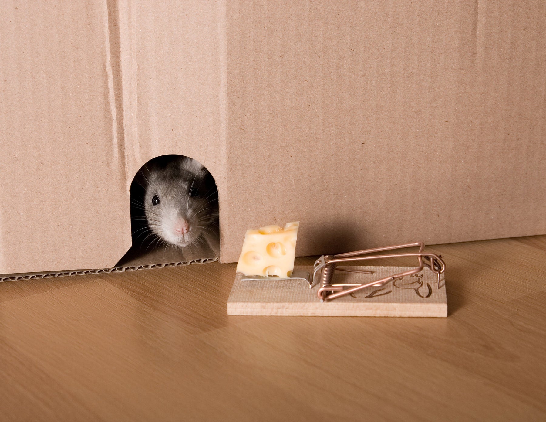 Utilisez un piège à rats pour lutter contre les infestations de rats ! 