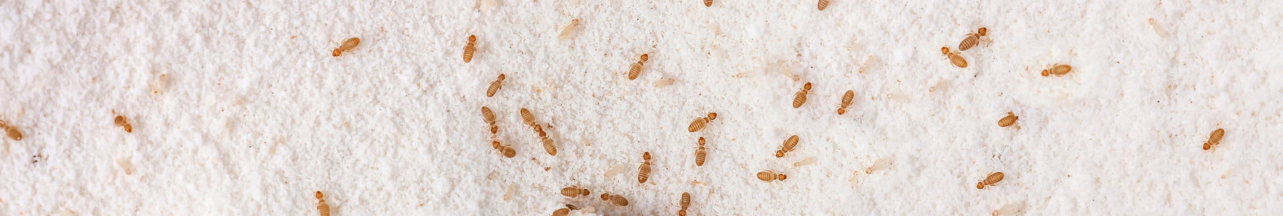 Lutte contre les poux de poussière : causes, détection et méthodes efficaces 