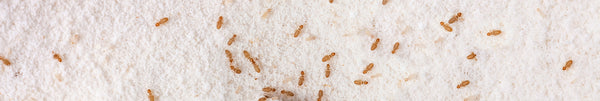 Livres ou poux d'écorce qui se nourrissent de farine. Petit Trogium pulsatorium brun, pou commun dans la cuisine de la maison. Ravageurs alimentaires macro vie vue de dessus prix de base